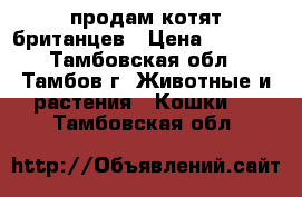 продам котят британцев › Цена ­ 2 500 - Тамбовская обл., Тамбов г. Животные и растения » Кошки   . Тамбовская обл.